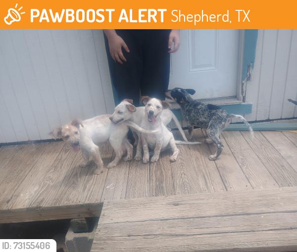 Found/Stray Unknown Dog last seen Page road, shepherd,tx, Shepherd, TX 77371