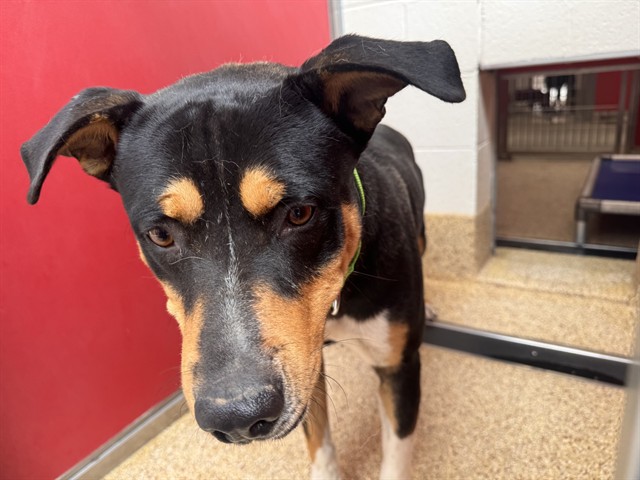Shelter Stray Male Dog last seen , 4000 N Silverbell Rd, Tucson, AZ 85745, USA