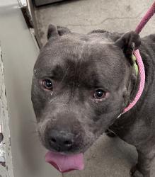 Shelter Stray Male Dog last seen , 4000 N Silverbell Rd, Tucson, AZ 85745, USA