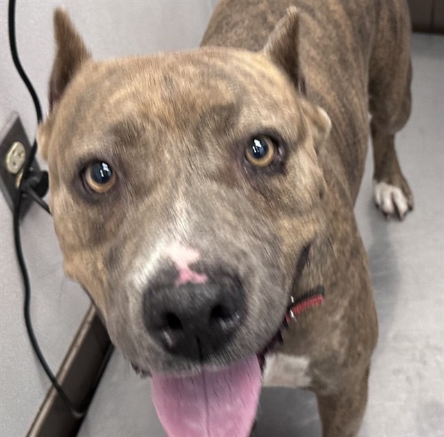 Shelter Stray Female Dog last seen , 4000 N Silverbell Rd, Tucson, AZ 85745, USA