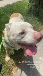 Shelter Stray Male Dog last seen Near, 2600 S Harding St, Indianapolis, IN 46221, USA