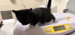 Shelter Stray Male Cat last seen BROWN RD, 1601 Eubanks Rd, Chapel Hill, NC 27516, USA