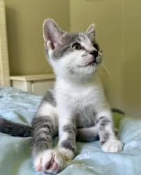 Shelter Stray Male Cat last seen CHARLOTTE, 8315 Byrum Dr, Charlotte, NC 28217, USA