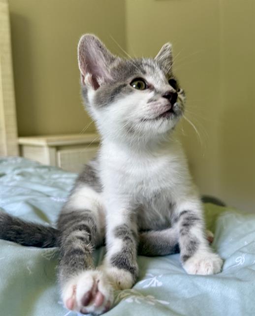 Shelter Stray Male Cat last seen CHARLOTTE, 8315 Byrum Dr, Charlotte, NC 28217, USA
