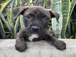 Shelter Stray Male Dog last seen , 3201 Lacy St, Los Angeles, CA 90031, USA