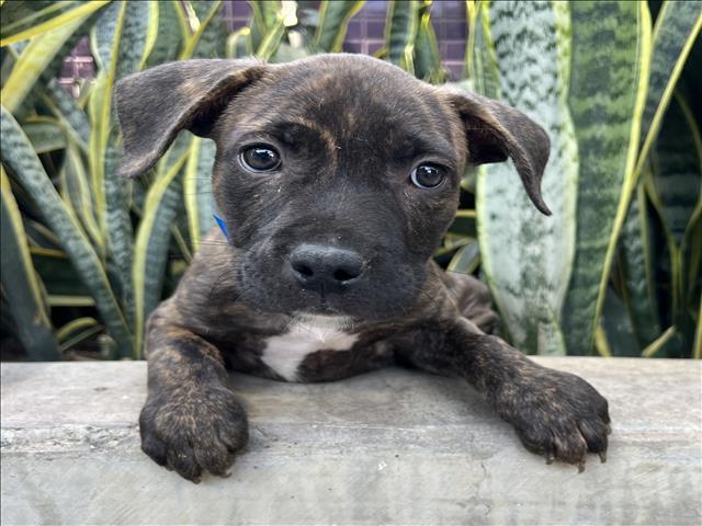 Shelter Stray Male Dog last seen , 3201 Lacy St, Los Angeles, CA 90031, USA