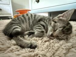 Shelter Stray Female Cat last seen CHARLOTTE, 8315 Byrum Dr, Charlotte, NC 28217, USA