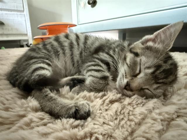 Shelter Stray Female Cat last seen CHARLOTTE, 8315 Byrum Dr, Charlotte, NC 28217, USA