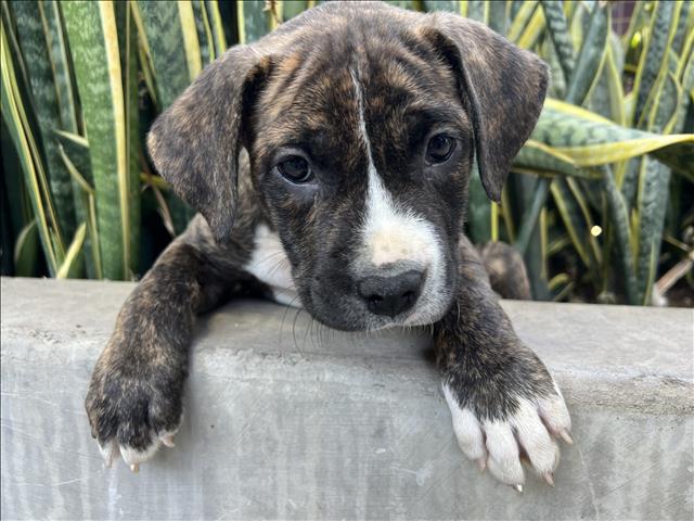 Shelter Stray Male Dog last seen , 3201 Lacy St, Los Angeles, CA 90031, USA