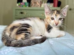 Shelter Stray Female Cat last seen CHARLOTTE, 8315 Byrum Dr, Charlotte, NC 28217, USA