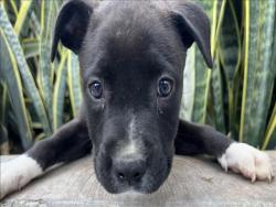 Shelter Stray Female Dog last seen , 3201 Lacy St, Los Angeles, CA 90031, USA