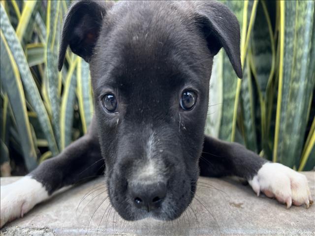 Shelter Stray Female Dog last seen , 3201 Lacy St, Los Angeles, CA 90031, USA