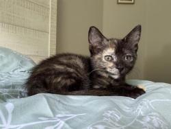 Shelter Stray Female Cat last seen CHARLOTTE, 8315 Byrum Dr, Charlotte, NC 28217, USA