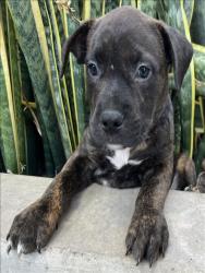 Shelter Stray Male Dog last seen , 3201 Lacy St, Los Angeles, CA 90031, USA