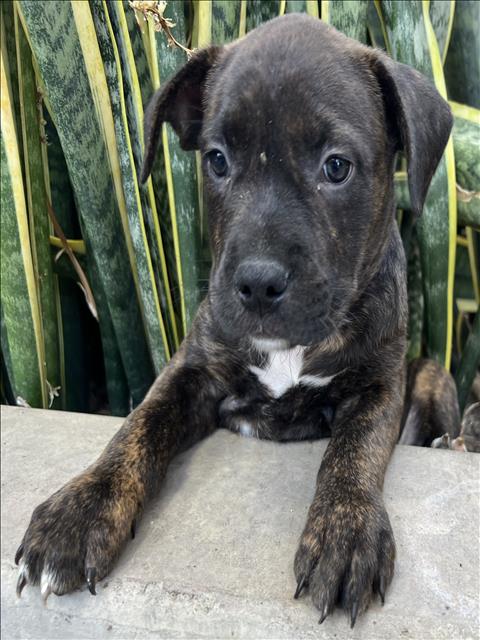 Shelter Stray Male Dog last seen , 3201 Lacy St, Los Angeles, CA 90031, USA