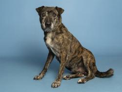Shelter Stray Female Dog last seen MCDOWELL RD & 27TH, 5501 E Van Buren St, Phoenix, AZ 85008, USA