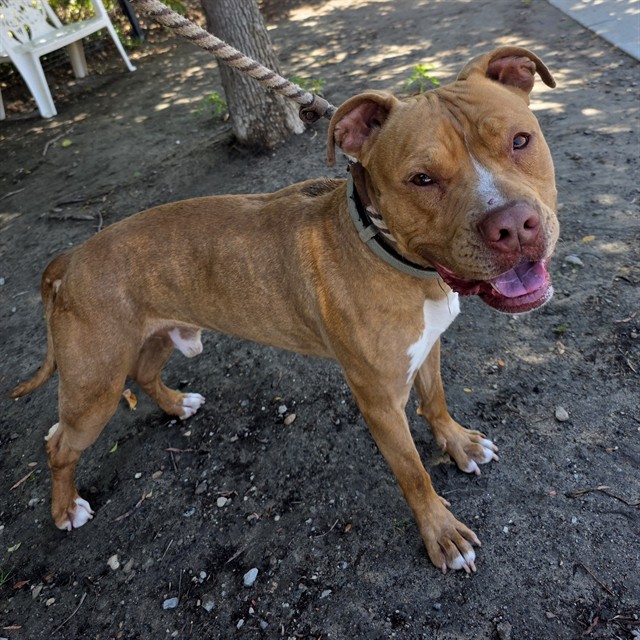 Shelter Stray Male Dog last seen Near BLOCK N BLK STUDEBAKER RD, LONG BEACH, CA 90815, 7700 E Spring St, Long Beach, CA 90815, USA