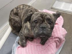Shelter Stray Male Dog last seen Near BLOCK N HAYDEN RD, 5501 E Van Buren St, Phoenix, AZ 85008, USA