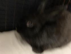 Shelter Stray Female Rabbit last seen Near BLOCK BLCK N STUDEBAKER RD, LONG BEACH, CA 90815, 7700 E Spring St, Long Beach, CA 90815, USA