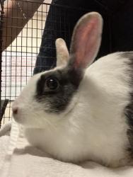 Shelter Stray Female Rabbit last seen Near BLOCK BLCK N STUDEBAKER RD, LONG BEACH, CA 90815, 7700 E Spring St, Long Beach, CA 90815, USA