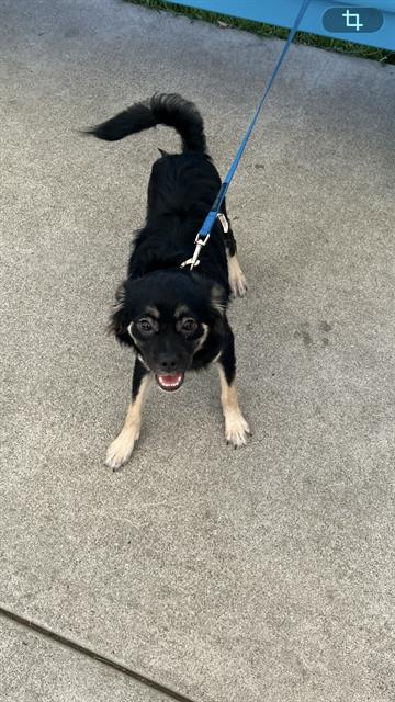 Shelter Stray Male Dog last seen Near BLOCK BLCK LONG BEACH BLVD, LONG BEACH, CA 90807, 7700 E Spring St, Long Beach, CA 90815, USA