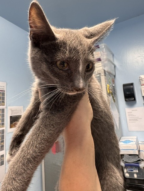 Shelter Stray Male Cat last seen CANAL/ALFRED HWY BAKERSFIELD CA 93308, 3951 Fruitvale Ave, Bakersfield, CA 93308, USA