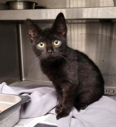 Shelter Stray Female Cat last seen , 1850 W 60th St, Los Angeles, CA 90047, USA