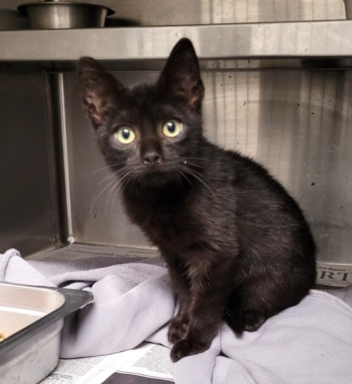 Shelter Stray Female Cat last seen , 1850 W 60th St, Los Angeles, CA 90047, USA