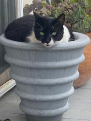 Lost Male Cat last seen 11th Avenue and Kaimuki, Honolulu, HI 96816
