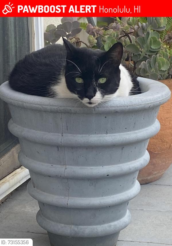Lost Male Cat last seen 11th Avenue and Kaimuki, Honolulu, HI 96816