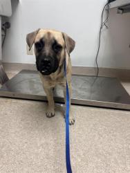 Shelter Stray Female Dog last seen Near BLOCK GOSFORD RD, BAKERSFIELD CA 93311, 3951 Fruitvale Ave, Bakersfield, CA 93308, USA