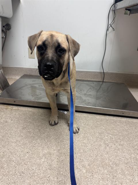 Shelter Stray Female Dog last seen Near BLOCK GOSFORD RD, BAKERSFIELD CA 93311, 3951 Fruitvale Ave, Bakersfield, CA 93308, USA