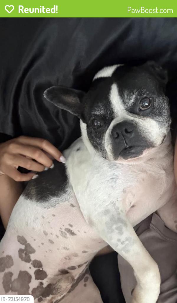 Reunited Male Dog last seen Fairfax, Los Angeles, CA 90019
