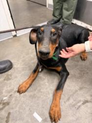 Shelter Stray Female Dog last seen , 1850 W 60th St, Los Angeles, CA 90047, USA