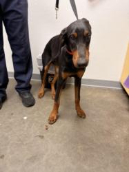 Shelter Stray Female Dog last seen , 1850 W 60th St, Los Angeles, CA 90047, USA