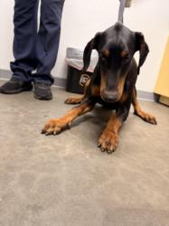 Shelter Stray Female Dog last seen , 1850 W 60th St, Los Angeles, CA 90047, USA
