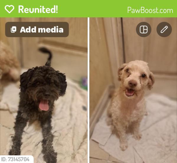 Reunited Female Dog last seen Eastern and 27th, Moore, OK 73160