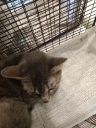 Shelter Stray Male Cat last seen , 1850 W 60th St, Los Angeles, CA 90047, USA