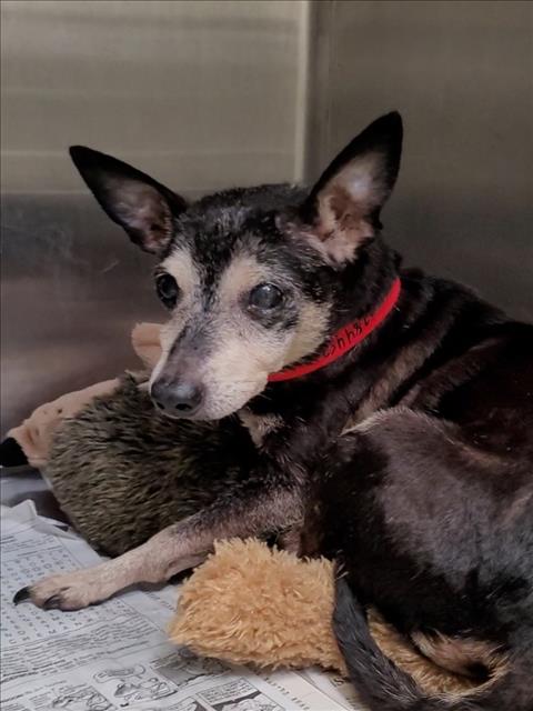 Shelter Stray Female Dog last seen , 1850 W 60th St, Los Angeles, CA 90047, USA