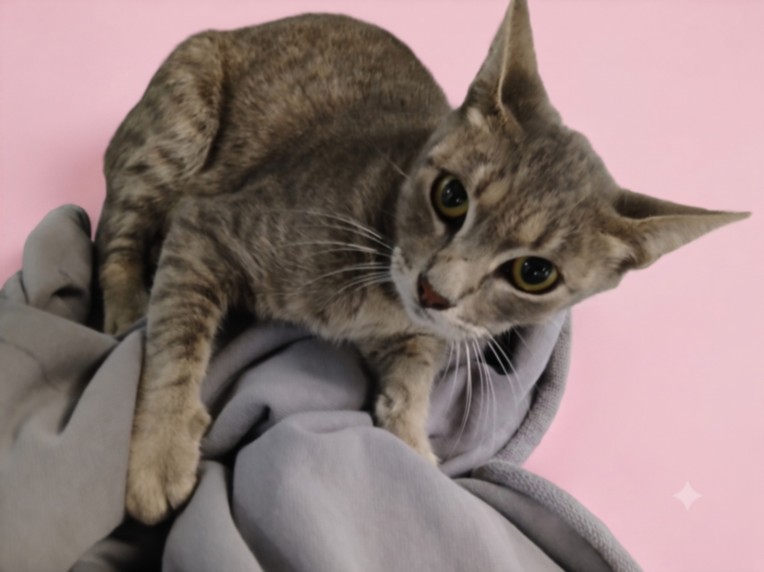Shelter Stray Female Cat last seen , 1850 W 60th St, Los Angeles, CA 90047, USA