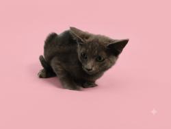 Shelter Stray Female Cat last seen , 1850 W 60th St, Los Angeles, CA 90047, USA