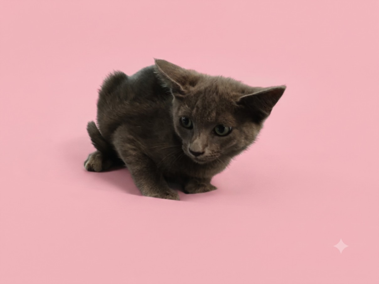 Shelter Stray Female Cat last seen , 1850 W 60th St, Los Angeles, CA 90047, USA