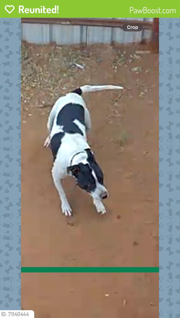 Reunited Female Dog last seen Park and Cunningham, Midland, TX 79703