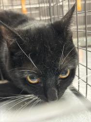 Shelter Stray Male Cat last seen Near BLOCK GRAPHIC CENTER DR, LAS VEGAS NV 89118, 655 N Mojave Rd, Las Vegas, NV 89101, USA