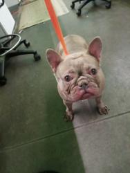 Shelter Stray Female Dog last seen , 1850 W 60th St, Los Angeles, CA 90047, USA