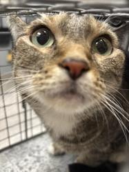 Shelter Stray Female Cat last seen Near BLOCK VERBENA ROSE CT, NORTH LAS VEGAS NV 89081, 655 N Mojave Rd, Las Vegas, NV 89101, USA