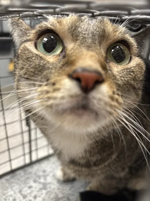 Shelter Stray Female Cat last seen Near BLOCK VERBENA ROSE CT, NORTH LAS VEGAS NV 89081, 655 N Mojave Rd, Las Vegas, NV 89101, USA