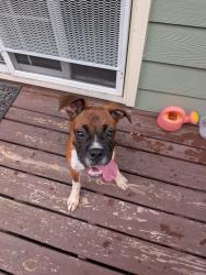 Found/Stray Female Dog last seen Pleasant and Mineral Springs, Durham, NC 27703