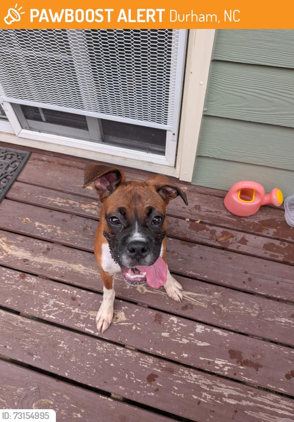 Found/Stray Female Dog last seen Pleasant and Mineral Springs, Durham, NC 27703