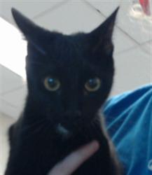Shelter Stray Female Cat last seen Near BLOCK FORT BRAGG RD, 4704 Corporation Dr, Fayetteville, NC 28306, USA